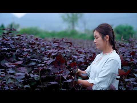 Perilla, A Herb with a Strong Flavor, is also an Excellent Ingredient!