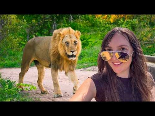 Is a Kruger Safari Worth the Hype? (South Africa)