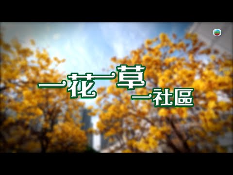 TVB 星期日檔案|一花一草一社區 |無綫新聞 TVB News