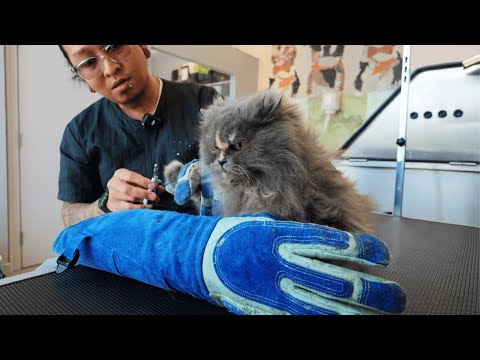 Who knew this Cat is Spicy???