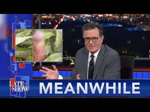 Meanwhile... Endangered Penis Plant Is NSFW | Kid Goes Viral For Tee-Ball Dance