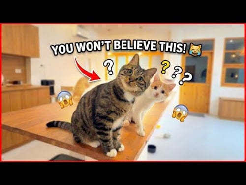 Best Funny Animals Video | Funniest Dog and Cat Moments Compilation