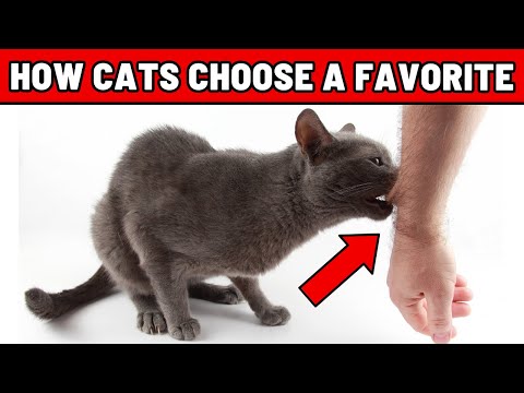 THIS Is How Cats Choose Their Favorite Person (1 HOUR)