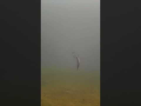 Jig + Minnow = Walleye #icefishing #shorts