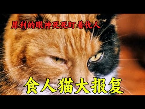 貓咪拍上恐怖片了!一口氣看完美國恐怖片《食人貓大報復》 #電影解說 #恐怖電影解說 #恐怖片 #電影 #電影解說 #影視聚焦 #影視解說 #影視 #movie