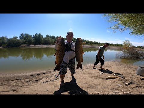 ВОТ ЭТО ПОКЛЁВКИ !!! РЕЧНЫЕ МОНСТРЫ РВУТ СНАСТИ ... РЕКА КАРАТАЛ !