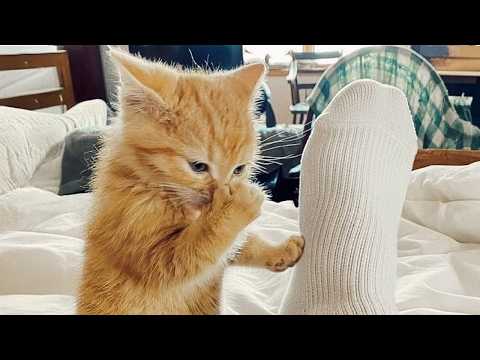 Cats Are More Silly Than You Think ๐