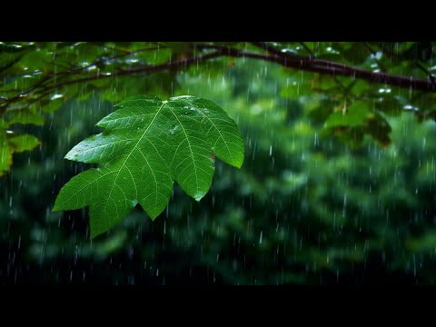 행운을 끌어오는 신비한 명상음악 🌳 하루10분 만병을 치료 해주는 힐링 명상 기치료 음악 및 영상🍂힐링음악, 요가음악, 명상음악