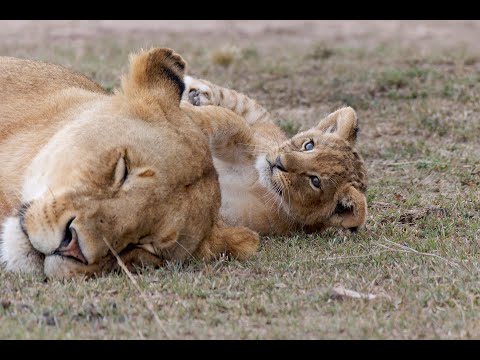 Little lion princess in the Maasai Mara