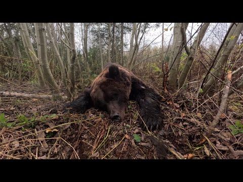 Медведь,Лось,Ен-собака в кадре
