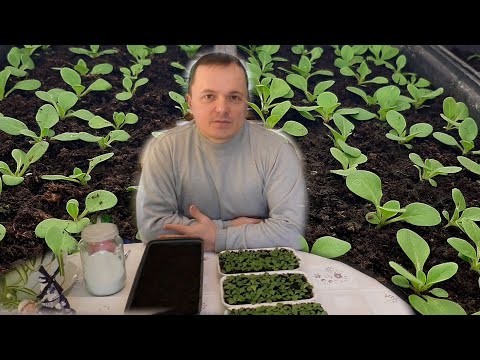 Хотите вырастить красивую рассаду петунии? Повторяйте за нами.