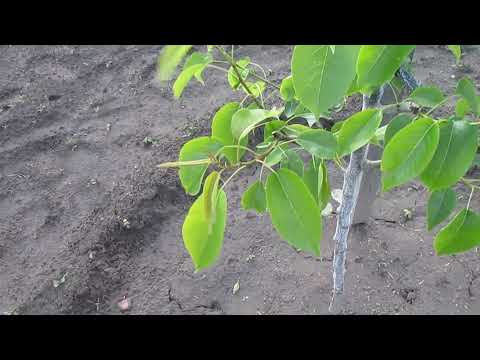 ЗЕЛЕНАЯ ОБРЕЗКА И ФОРМИРОВКА ГРУШИ. Летние операции на груше, сливе и калине.