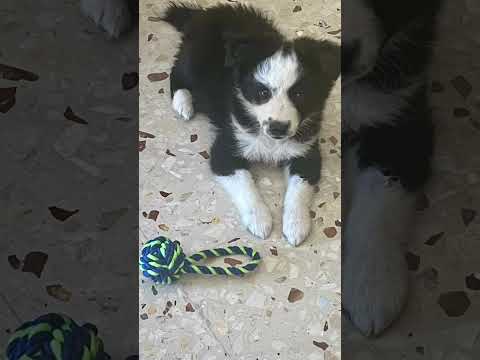 The first year of being a dog owner in Italy #mondaymoments