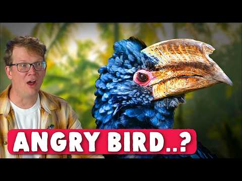 Why Do Hornbills Look So Mad?
