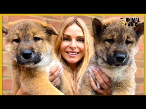 SHIKOKU INU PUPPIES - Feisty Hunting Dog from Japan - 高知犬