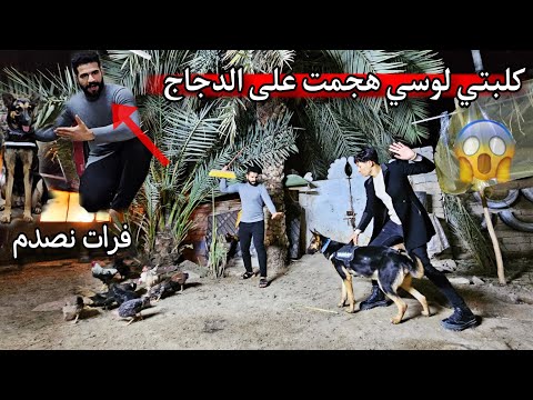 اول لقاء بيني وبين فرات الصياد _ اخذت لوسي على المحمية _ هجمت على الطيور! صدمه 😨