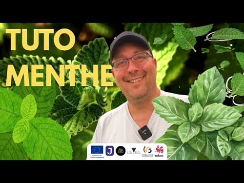 Tuto MENTHE - Comment planter et réussir votre MENTHE facilement !