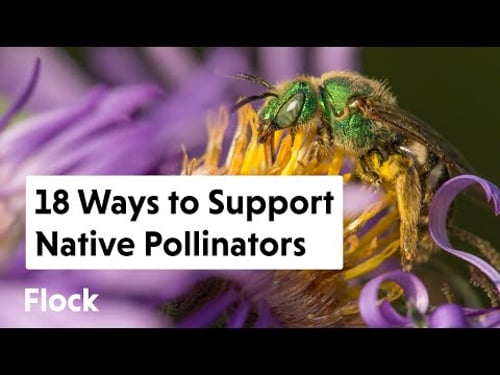 18 Ways to Support NATIVE POLLINATORS — Ep. 130