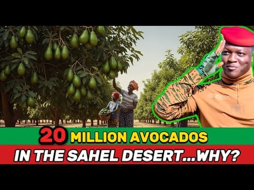 What’s REALLY Behind Traoré’s Late-2025 Plan to Plant 20 Million Avocado Trees in the Sahel Desert?