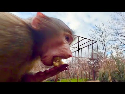 Anfisa just stuffs a banana into herself in front of Lucy, Styopa, and Manya😃
