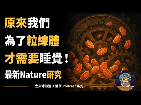 原來我們為了粒線體才需要睡覺!最新Nature研究