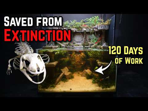 Simulating a Lost Aztec Temple (In a DIORARIUM)