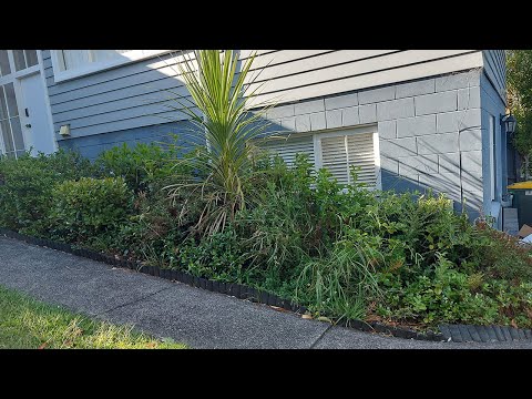 Surprising the owner with this beautiful result | Garden Transformation