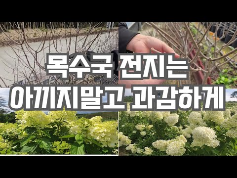 목수국전지 핵심 포인트👍