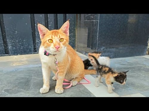 She sat there silently, protecting her newborn kittens... I couldn't just walk away!