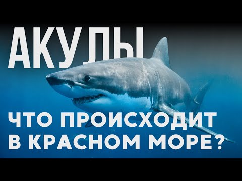 Sharks in Egypt: How Dangerous Is It? | Red Sea, Snorkeling, Diving and Safety Egypt 2025