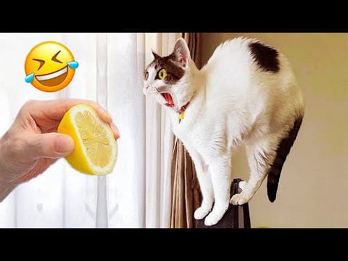 Funniest Cats and Dogs Videos on the Internet π