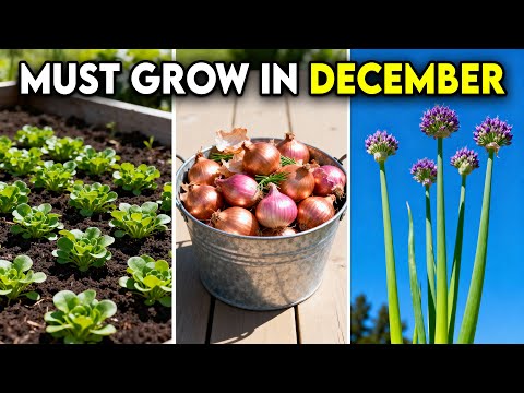 10 Most Productive Crops You Must Plant in December Before it's Too Late!