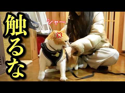 My Sweet Cat Got Really Mad at Me for the First Time!