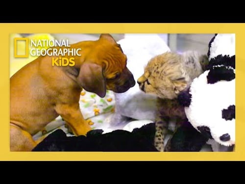 Unlikely Animal Friends Full Episode | Cheetah Cub, Puppy Love😺💓🐶 | @natgeokids
