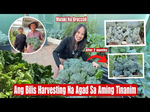 Harvesting Our Broccoli|Malaki Na Ang Aming Mga Tinanim Na Gulay