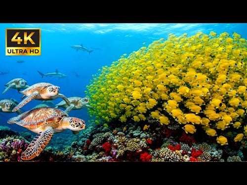 Relaxing Dive In The Great Barrier Reef Underwater Paradise - Sea Turtles, Octopuses (4K HDR)