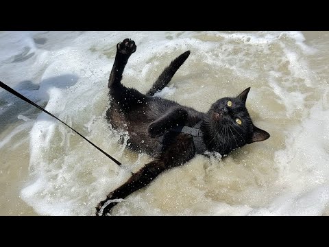 When Your Cat First Encounters With The Ocean! π Funny Cat and Water