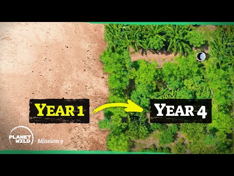 Inside the food forest revolution