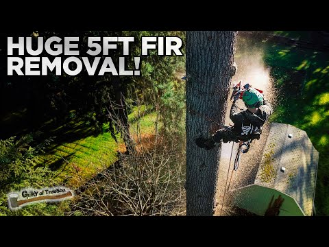 Removing a HUGE 5' Fir In Enumclaw Washington!