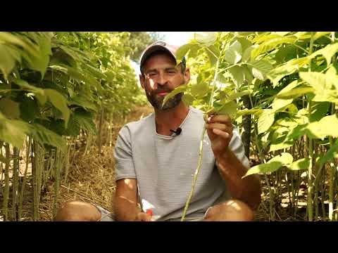 A bucket of raspberries from a bush. Raspberries bear fruit until frost.