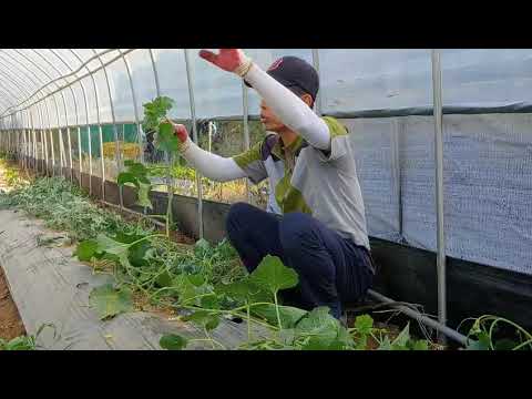 참외 이것만 알면 최고로 달고 맛난다.참외 재배기술.참외순치기melon Soonchigi.성주참외 30년 노화우 꿀팁