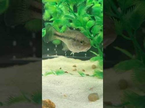 WE SAVED OUR BABY BASS!