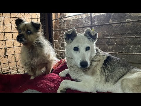 Притулок 🐶 життя наших звірів 🐾