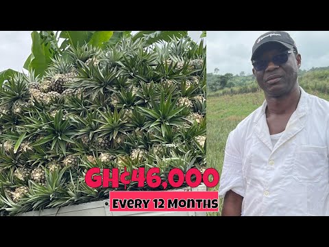 How He Makes Over GHS 46,000 From One Acre Of Pineapple Farm In 12 Months | Budget Break Down