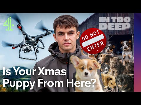 I Exposed The UK’s Biggest Puppy Farm | In Too Deep | @Kyle Thomas | Channel 4 Documentaries