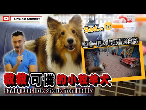 救救可憐的小牧羊🐶🎬 Saving Poor little shettie from Phobia