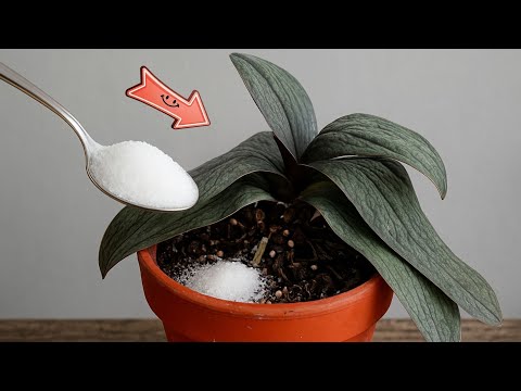 How to Revive Any Dying Orchid with One Simple Trick (100% Effective)
