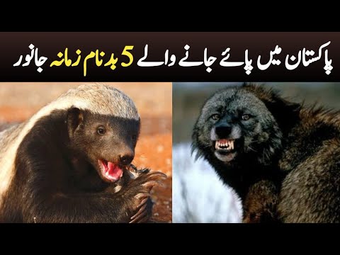 5 Notorious Animals found in Pakistan | Wildlife of Pakistan