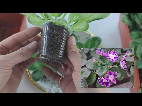 Продажа фиалок из Новокузнецка за 22.05.24