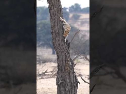 Leopardess Shows off Insane Climbing Skills to Male